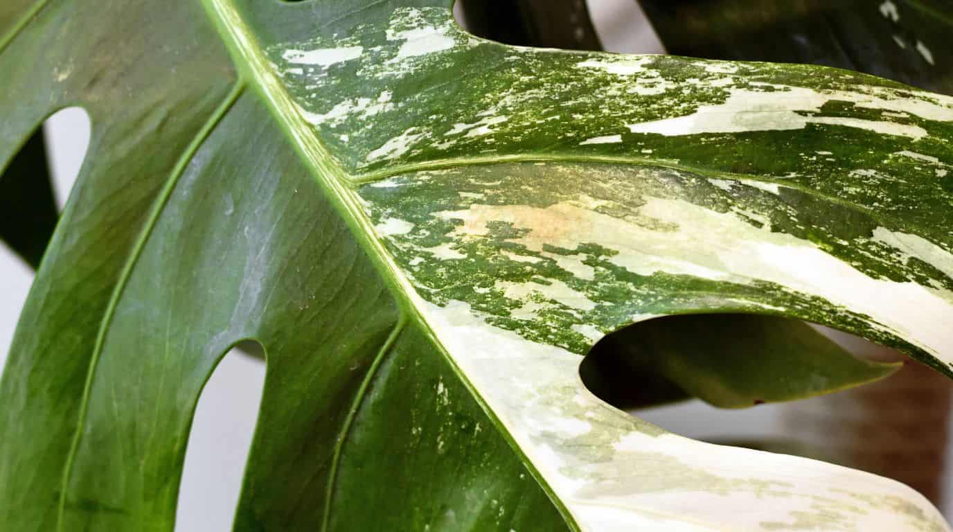 hoja afectada por trips