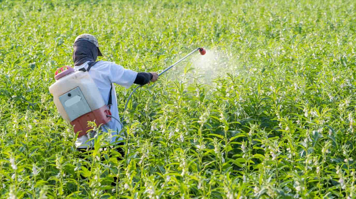 aplicacion de nematicidas en cultivo