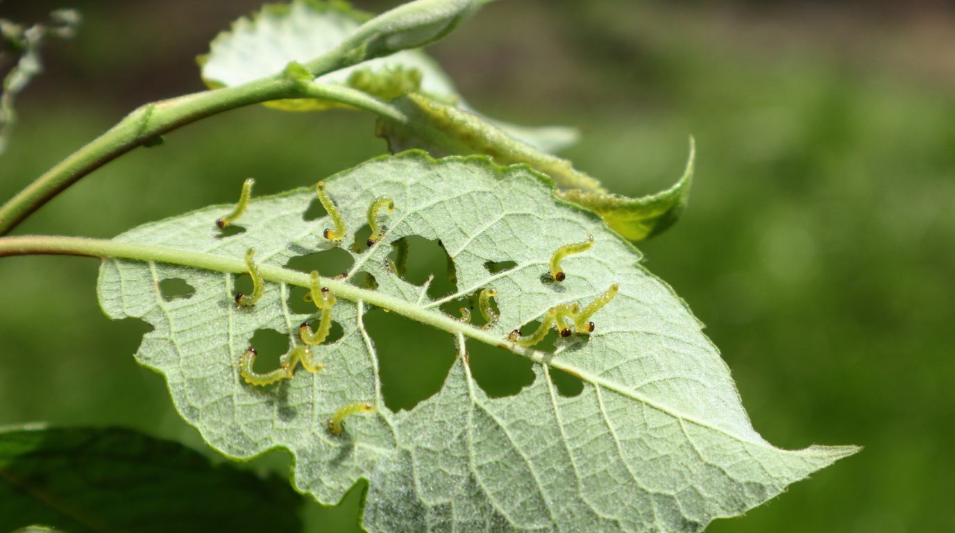 control biologico con nematodos