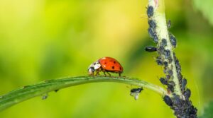 biocontrol plagas