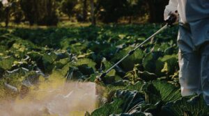 agricultor regenerando la microbiota de un cultivo con desinfectantes de suelo