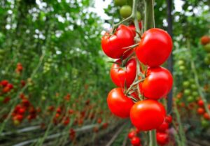 insecticida para tuta tomate