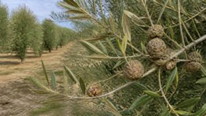 Olivar con ramas afectadas: mejor fungicida para la tuberculosis del olivo