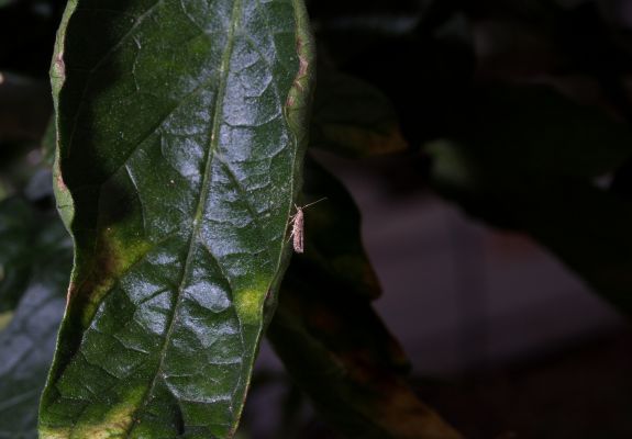 mejor insecticida tuta absoluta
