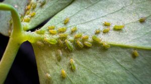 mejor insecticida combatir pulgones