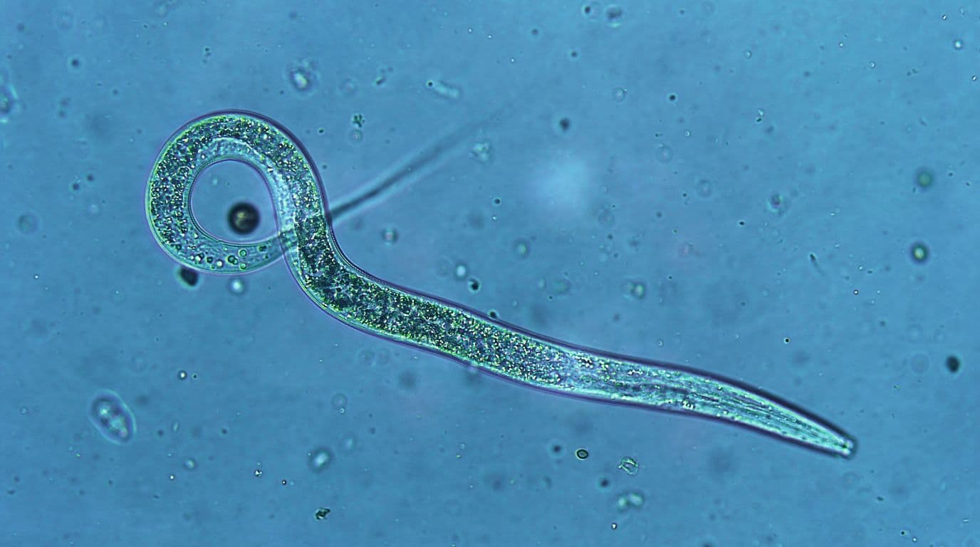 plaga de nematodos