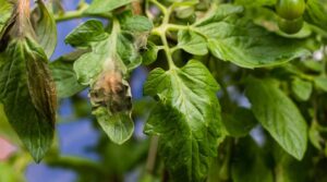az3000 mejor insecticida para tomate