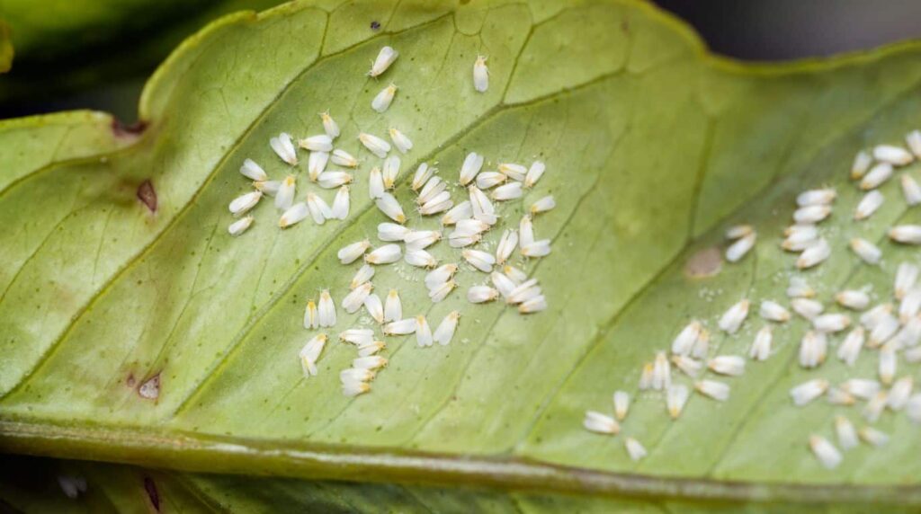 mejor solucion contra mosca blanca