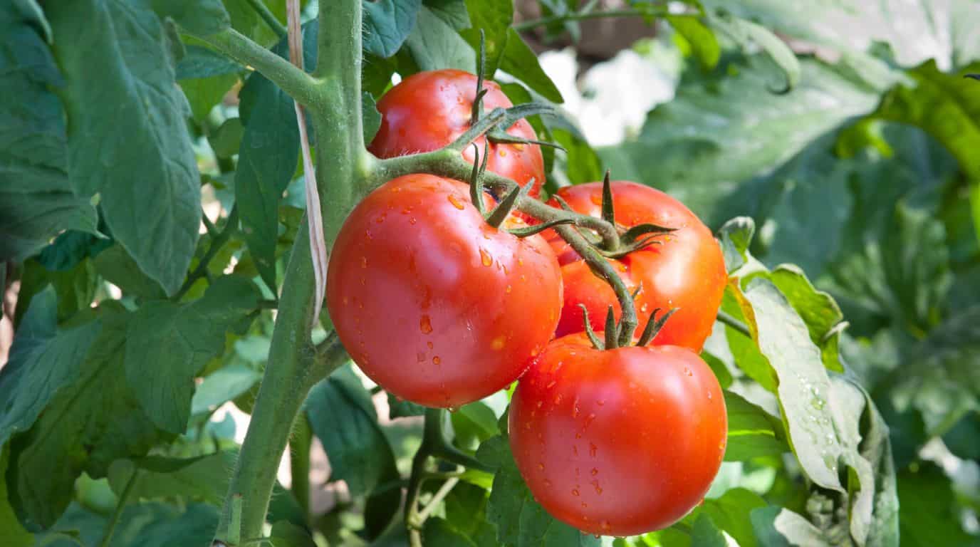 tomate con insecticida az3000