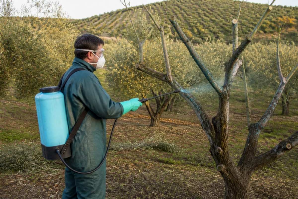 Tratamiento para la tuberculosis del olivo con cobre Mejor tratamiento para la tuberculosis del olivo: aplicación de cobre después de la poda