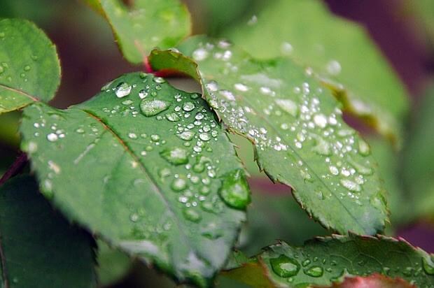 Un estudio desvela nuevos métodos para optimizar agua en los cultivos